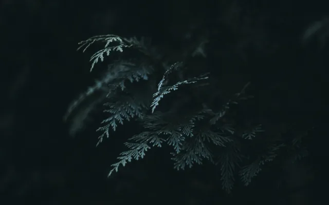A fern frond lit from one side against a dark background.